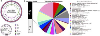 Genetic and Functional Analyses of Virulence Potential of an Escherichia coli O157:H7 Strain Isolated From Super-Shedder Cattle